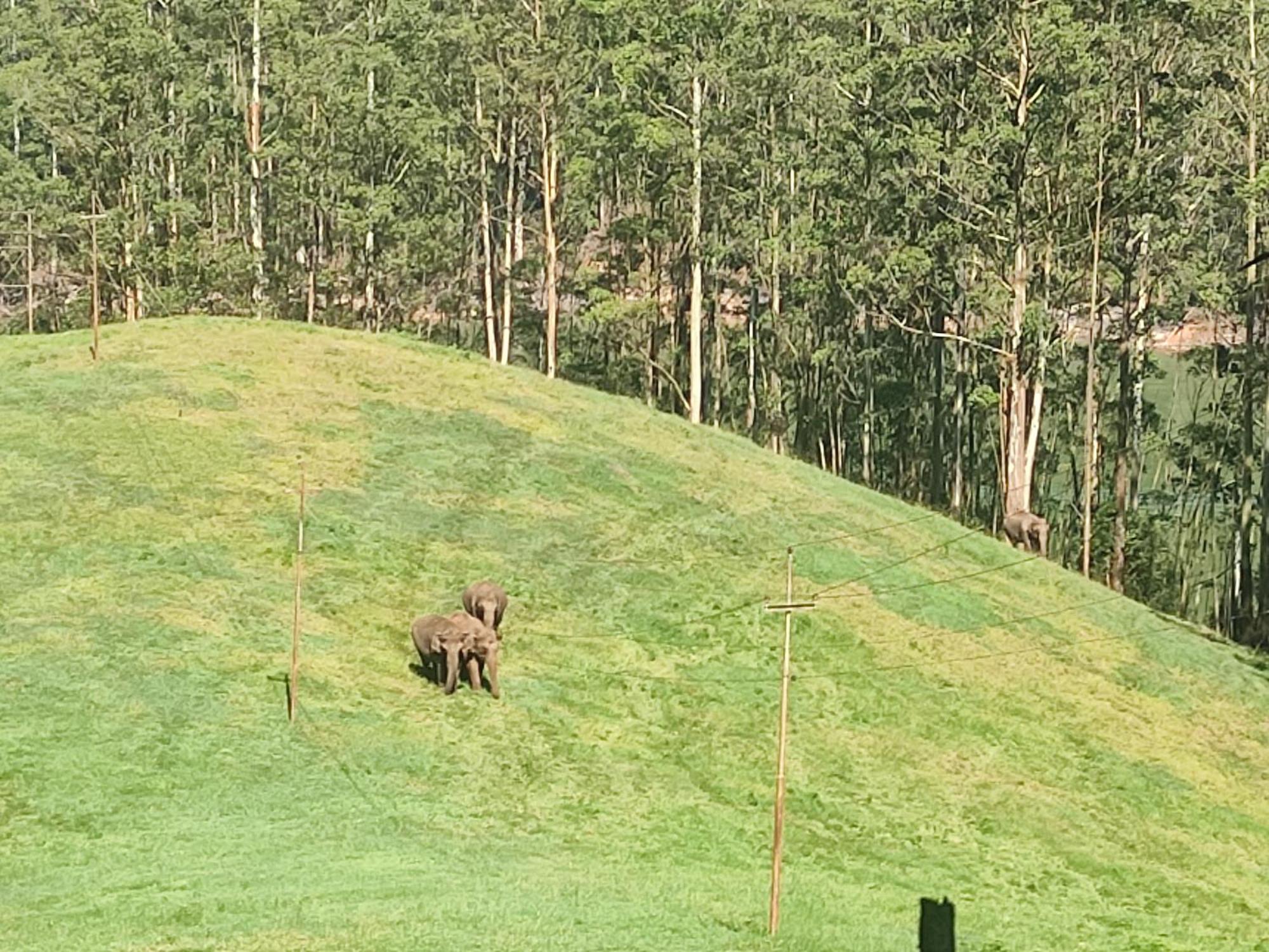 Munnar Village Homes Zewnętrze zdjęcie
